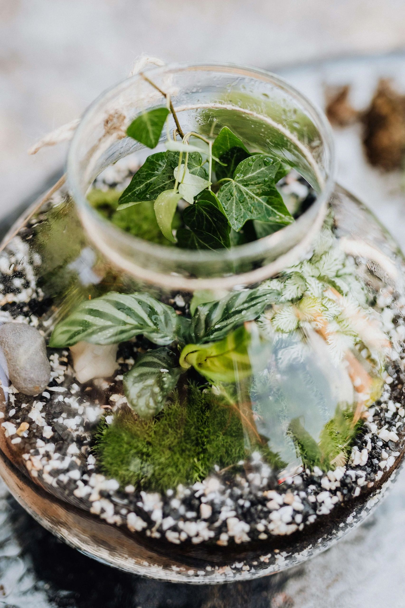 Top 8 tips to look after terrarium plants